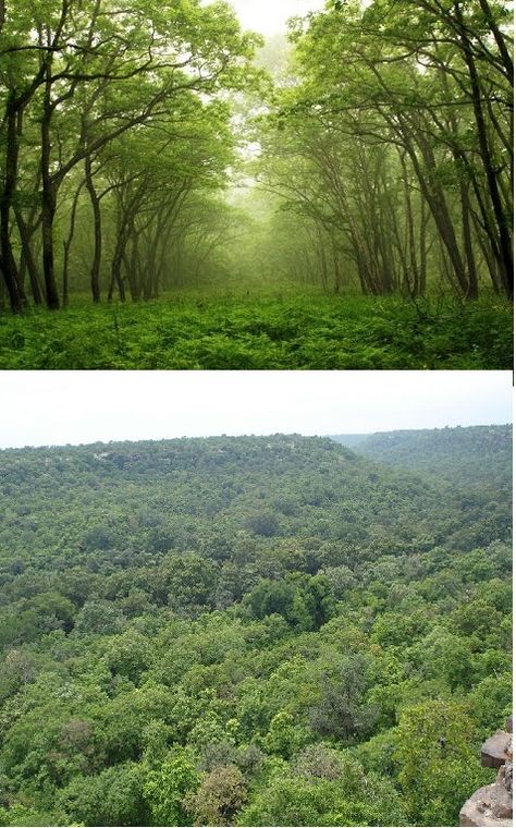 Forests in India have always been one of the richest resources. Indian forests are ancient in nature and composition. #travel #indian #forest #nature #beauty #resources #beautiful #relaxation #richest Indian Forest Photography, Natural Resources Pictures For Project, Indian Nature Photography, Photo Essay Examples, Indian Nature, Indian Forest, Types Of Forests, Environment Projects, Forest Conservation