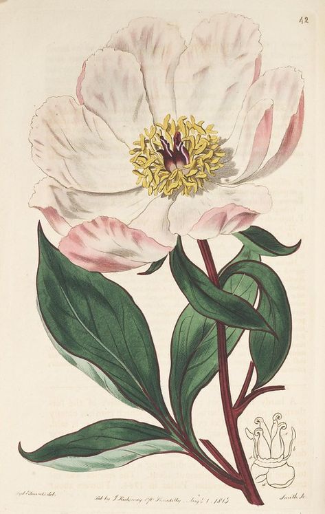 Peony Botanical, Illustration Botanique, Botanical Illustration Vintage, Botanical Artwork, Vintage Botanical Prints, Botanical Drawings, Art Clipart, Vintage Botanical, World Art