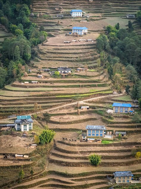 Nepal Terrace Farming Community | OLYMPUS DIGITAL CAMERA | Flickr Terraced Farming, Terrace Farming, Dnd City, Farming Community, Olympus Digital Camera, Nepal, Digital Camera, City Photo, Terrace