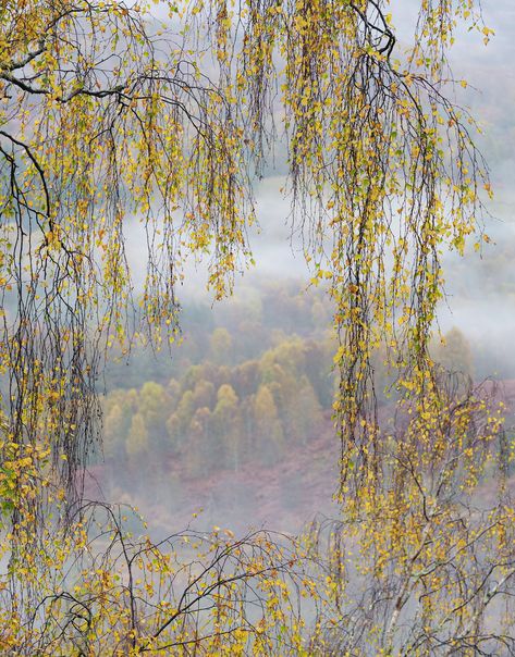 Weeping Birch Tree, Weeping Birch, French Paper, Birch Trees, Birch Tree, Aluminum Prints, Print Pictures, Custom Build, Gold Leaf