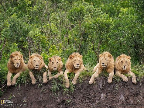 A Pride of 6 Lions---this many males together is extremely rare Adorable Creatures, Male Lion, Wild Things, Animal Photo, Beautiful Cats, 귀여운 동물, Big Cats, Beautiful Creatures, Tanzania