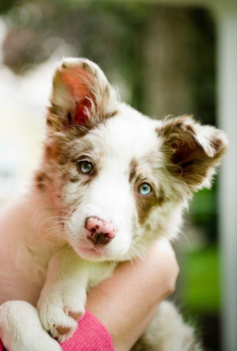 3 month old red merle border collie puppy Merle Border Collie Puppy, Red Merle Border Collie, Merle Border Collie, Border Collie Pictures, Red Border Collie, Border Collie Puppy, Collie Puppy, Puppy Images, Collie Puppies