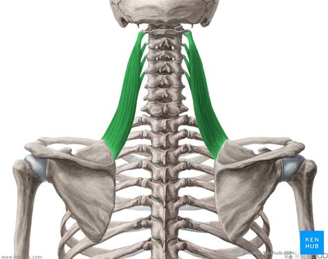 Levator Scapulae, Sternocleidomastoid Muscle, Muscles Of The Neck, Musculoskeletal System, Human Body Anatomy, Upper Back Pain, Muscle Anatomy, Human Skeleton, Shoulder Muscles