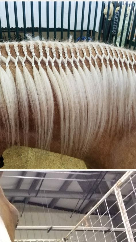 Braiding Horses Manes, Banded Horse Mane, Long Mane Braids Horse, Horse Main Braiding, Horse Mane Accessories, Western Horse Mane Ideas, Horse Mane Braids With Ribbon, Horse Mane Styles Western, Horse Main Braids