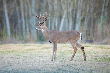 Deer Whitetail photos, royalty-free images, graphics, vectors & videos | Adobe Stock Deer Side View, Types Of Deer, Butter Tart Recipe, Deer Whitetail, Water Deer, Butter Tart, Photo Facts, Deer Species, Texas Parks