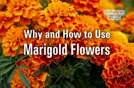 Marigold Tincture Diy, Marigold Salve Recipe, Drying Marigolds, Marigold Tincture, Marigold Salve, Goldenrod Tincture, Making Tinctures, Treat Ingrown Hair, Tinctures Recipes