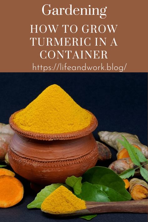 Garden And Yard - How to Grow Turmeric in a Container Planting Turmeric In Pots, Planting Tumeric, Planting Turmeric, Tumeric Plants, How To Plant Turmeric Root, Grow Turmeric, Turmeric Plant, Soaker Hose, Plant Diseases