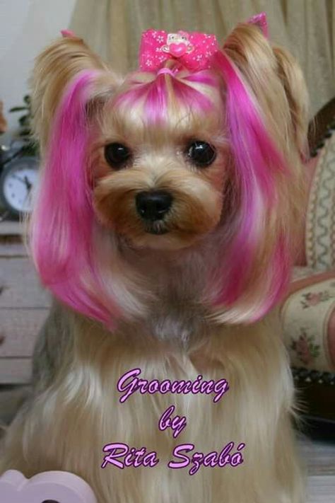 Yorkie creative grooming Yorkie Creative Grooming, Yorkie Hairstyles, Yorkie Haircuts, Creative Grooming, Grooming Style, Havanese Puppies, Havanese Dogs, Yorkie Dogs, Yorkshire Terrier Puppies