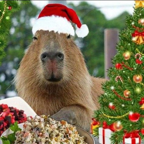 Capybara Pet, Cute Animals, Memes, Funny, Christmas, Animals, Kawaii