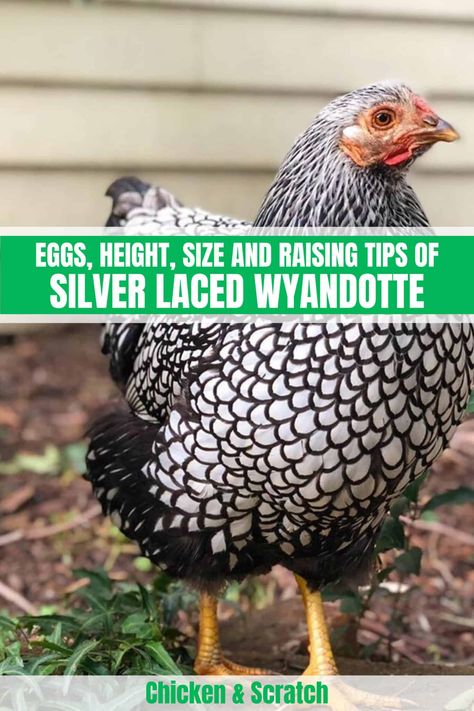 Silver Laced Wyandotte: Eggs, Height, Size and Raising Tips Wyandotte Chicken Eggs, Silver Laced Wyandotte Chickens, Blue Laced Wyandotte, Wyandotte Hen, Laced Wyandotte, Wyandotte Chicken, Chicken Flock, Fluffy Chicken, Types Of Chickens