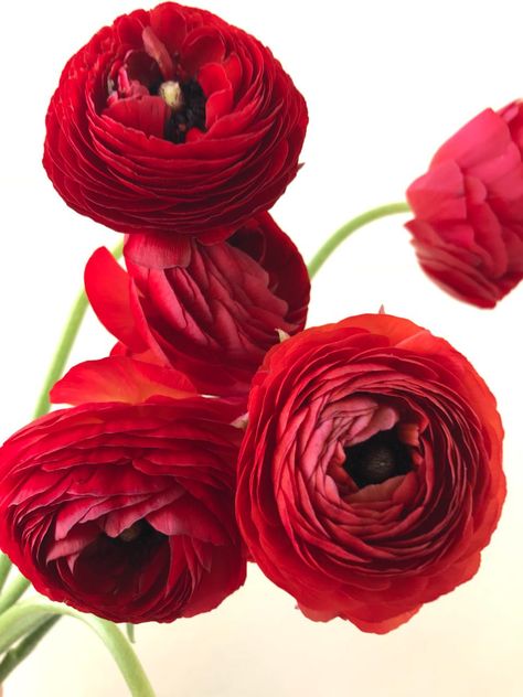 Red Ranunculus, Ranunculus Flower, Paint Flowers, Cartier Panthere, People Happy, African Violets, Beautiful Backgrounds, Ranunculus, Water Lilies