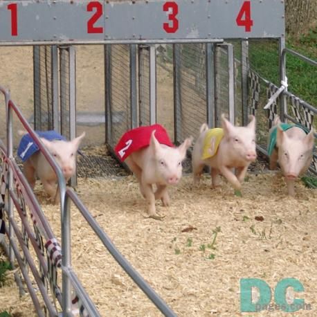 pig races! Pig Races, Farm Inspiration, Piggly Wiggly, Future Farms, Country Fair, Corn Dogs, County Fair, The Race, Pigs