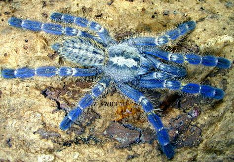 Blue Tarantulas Poecilotheria Metallica, House Indian, Spiders And Snakes, Wolf Spider, 2 Months Old, Animal Study, Creepy Crawlies, Arachnids, Beautiful Sights