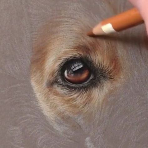 How To Draw Dog Eyes, How To Draw A Dog, Drawing Pets, Pastel Pencil Drawing, Dog Pencil Drawing, Dogs Eyes, Dog Portrait Drawing, Dog Drawing Tutorial, Painting Dogs