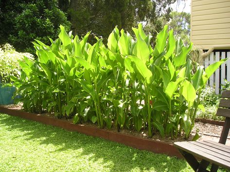 Canna Lily, Rooftop Terrace Design, Kinds Of Fruits, Permaculture Gardening, Fruit Vegetables, Terrace Design, Herbs And Spices, Tropical Garden, Growing Vegetables