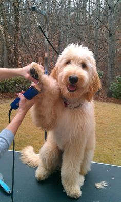 Image result for types of goldendoodle haircuts Grooming Labradoodles, Straight Hair Goldendoodle, Golden Doodle Haircut Styles, Doodle Haircut Styles, Golden Doodle Haircut, Hair Doodle, Doodle Haircuts, Labradoodle Haircut, Adorable Doodles