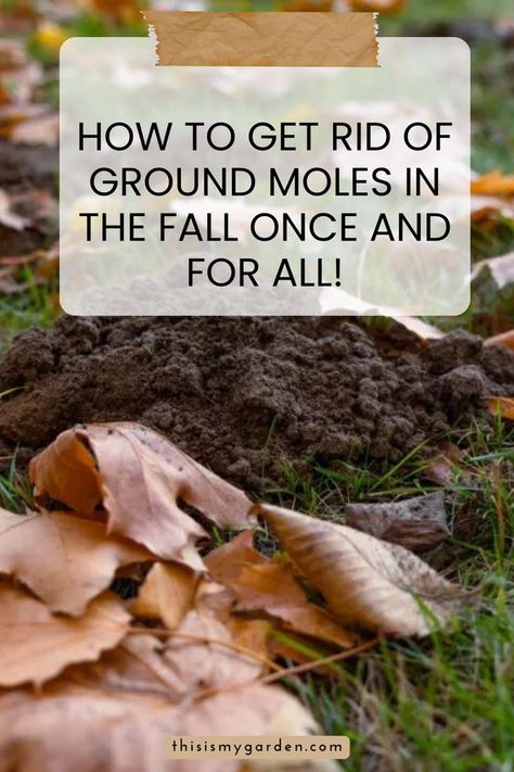 A photo of soil that has been disturbed by ground moles digging in the fall. Photo from thisismygarden.com Mole Tunnels, Mole Repellent, Lawn Landscape, Lawn And Landscape, Autumn Garden, In The Fall, Mole, The Fall, Soil