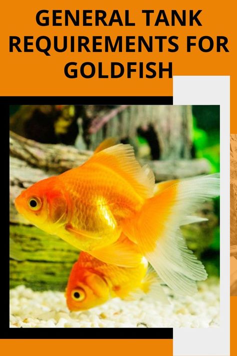 Goldfish Tank Ideas Diy, Small Goldfish Tank Ideas, Goldfish Care Guide, How To Take Care Of Goldfish, Fish Tank Goldfish, Goldfish Tank Aesthetic, Goldfish Tank Setup, Aquariums Ideas, Best Aquarium Filter