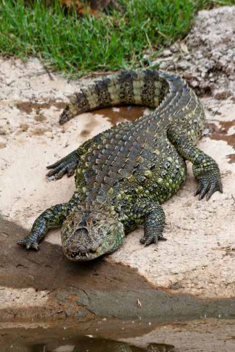 Alligators are now protected by both state and federal regulations. Pictures Of Alligators, Coyote Peterson, Alligator Image, Crocodile Facts, Crocodile Tattoo, Animal Facts For Kids, Facts Science, Crocodile Animal, Tattoo Animal