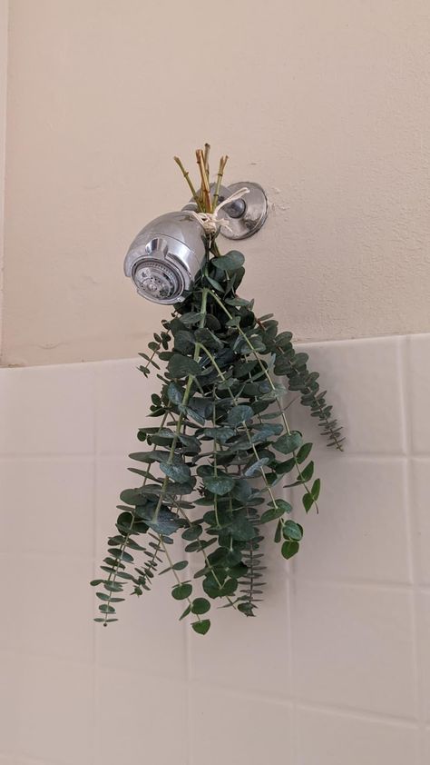 Shower With Eucalyptus, Eucalyptus Shower Head, Eucalyptus In The Shower, Uni Flat, Shower Vibes, Shower Eucalyptus, Custom Bedroom, College Bedroom, Bathroom Plans