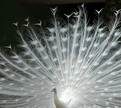 Albino Peacock, Bird Stand, White Peacock, Peacock Bird, Bird Species, Beautiful Creatures, Beautiful Birds, Pet Birds, Artwork Prints