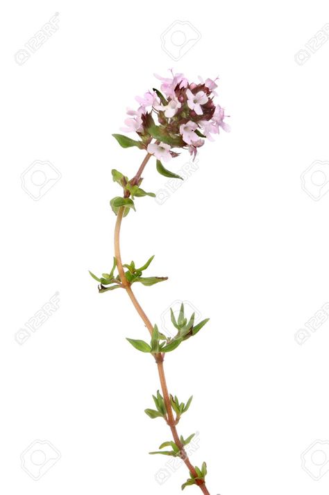 Thyme Plant, Thyme Flower, Herb Art, Plant Tattoo, Forearm Tattoo Women, Dad Tattoos, Tattoo Illustration, White Stock, Healing Herbs