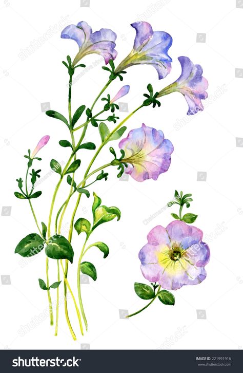 Petunia Watercolor, Anchor Drawings, Painting Inspo, Flower Illustration, Botanical Garden, Petunias, Flowers And Leaves, Botanical Gardens, Watercolor Flowers