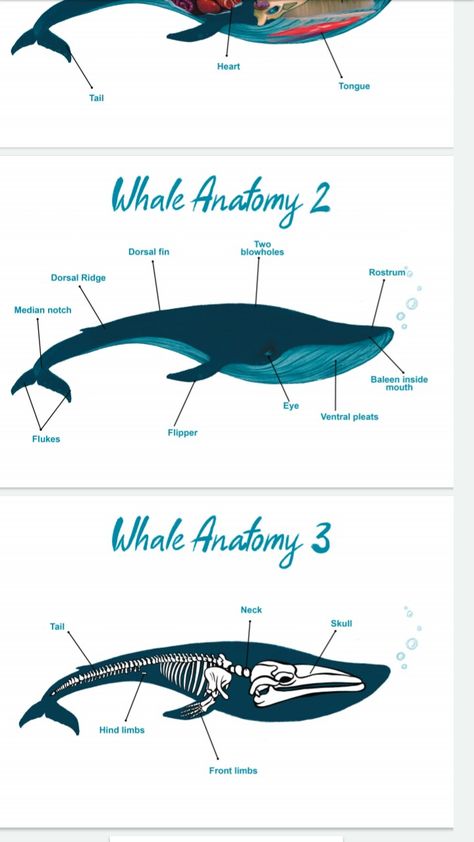 Order from The Ways We Grow Whale Infographic, Whale Anatomy, Whale Skeleton, Closed Terrarium Plants, Types Of Whales, Interactive Infographic, Shark Painting, Animal Skeletons, Aquarium Landscape