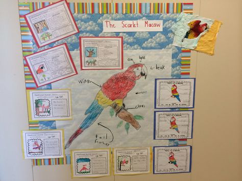 Scarlet macaw display Habitats Projects, Handmade Market, Animal Habitats, Life Cycles, Scarlet, Bullet Journal, Animals