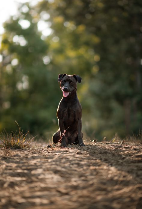 Patterdale Terrier, Manchester Terrier, Hunter Gatherer, Dog Mixes, Header Image, Sporting Dogs, Shelter Dogs, Working Dogs, Rottweiler