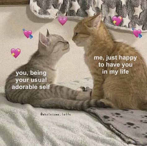 Wholesome Cat, Wholesome Pictures, Cute Cat Memes, Sitting In A Tree, Expressing Love, Candy Sweet, Silly Cats Pictures, Love And Romance, Cute Messages