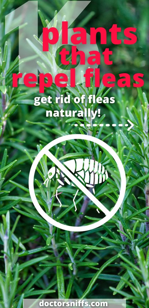 a photo of rosemary with the "no fleas" symbol and text 16 Plants That Repel Fleas Naturally How To Keep Fleas Off Dogs, Diy Flea Spray For Yard, How To Treat Fleas On Dogs, Flea Repelling Plants, Natural Tick And Flea Repellant For Dogs, Flea And Tick Repellent For Yard, Plants That Repel Fleas, How To Kill Fleas In Yard, Flea Remedy For Yard