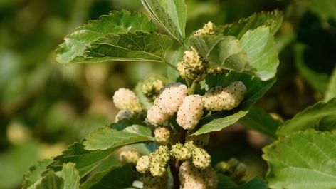 White Mulberry: Nutrients, Benefits, and Downsides Mulberry Benefits, Mulberry Tea, Mulberry Plant, Mulberry Recipes, Mulberry Trees, Beautiful Yellow Flowers, Heart Shaped Leaves, White Mulberry, White Berries