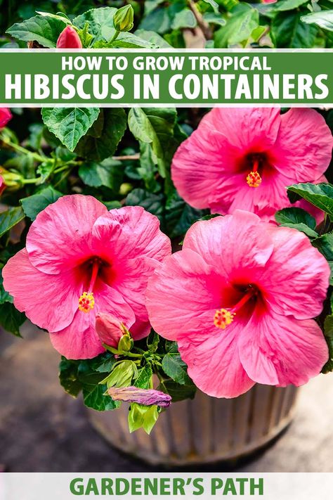 Frost-tender hibiscus is a beautiful shrub with showy flowers and evergreen foliage that adds tropical appeal to the garden. Superb as potted plants, they can also be moved indoors to overwinter. Learn all you need to know to grow tropical hibiscus in containers now on Gardener's Path. #hibiscus #gardenerspath Shrubs For Containers, Rabbit Resistant Plants, Growing Hibiscus, Garden Problems, Benefits Of Gardening, Potted Plants Outdoor, Sun Loving Plants, Hibiscus Plant, Tropical Hibiscus