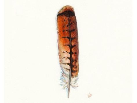 Watercolor Hawk, Red Tail Hawk Feathers, Redtail Hawk, Hawk Feather, Godzilla Tattoo, Red Tail Hawk, Hawk Feathers, Hawk Tattoo, Feather Drawing