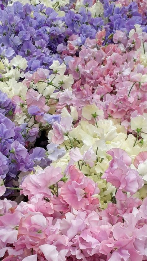 Sweet Pea Flowers Wallpaper, Sweet William Flowers Wallpaper, Flowers Sweet Pea, Sweet William Flowers Aesthetic, Sweet Pea Flowers Aesthetic, Pastel Flowers Aesthetic, Sweetpeas Flowers, Tropical Flower Arrangements Wedding, Perrenials For Shaded Areas