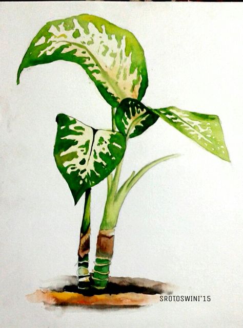 [Foliage study] Watercolour on paper || Srotoswini Sinha Nature Study Painting Watercolor, Nature Study Watercolor, Foliage Plants Drawing, Plant Study Drawing, Nature Study Paintings, Nature Study Drawing, Foliage Drawing, Foliage Painting, Watercolor Study