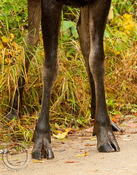 Notice the split or splayed hooves. That feature puts moose biologically in the Ungulates sub species along with other animals including our domestic cows and other members of the Deer family (a moose in the largest member of the deer family, followed by the Elk). Also notice the Dew claws on the back just above the actual hooves. ~ Mark Picard Funky Creatures, Cow Hooves, Leg Reference, Female Deer, Belay Devices, Animal Reference, Deer Family, Animal Study, Pretty Animals