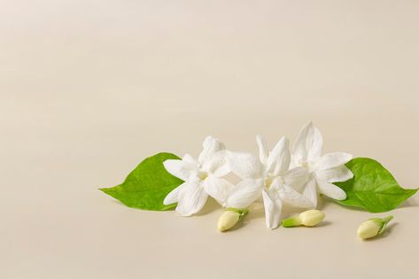 White mogra or arabian jasmine or Jasminum sambac flower Buds on Beige background Mogra Flower Illustration, Mogra Flower, White Jasmine Flower, Jasminum Sambac, Arabian Jasmine, Green Revolution, Green World, Jasmine Tea, White Jasmine