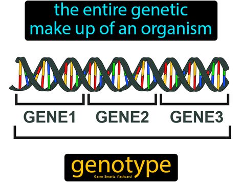 Genotype definition: The entire genetic make up of an organism. Inherited Traits, Physics Concepts, I Deserve Better, Easy Science, I Deserve, Asian Actors, Learn To Read, Biology, Psychology