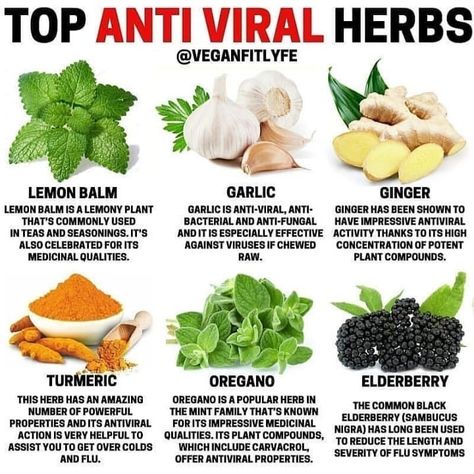 Top Anti Viral Herbs. Join the Healthy Habits Community! Sick Remedies, Organic Remedy, Natural Healing Remedies, Herbal Healing, Herbs For Health, Lemon Balm, Healing Herbs, Natural Health Remedies, Medicinal Plants