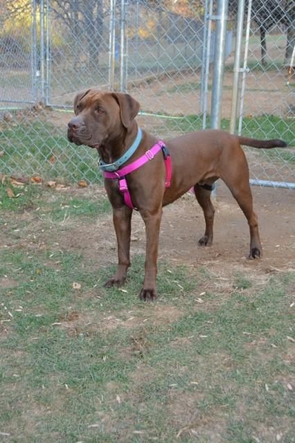 Mastador dog for Adoption in Feasterville, PA. ADN-423734 on PuppyFinder.com Gender: Male. Age: Young Mastador Dog, Mastiff Mix, Senior Dog, Dog Adoption, Best Dogs, Pennsylvania, Labrador Retriever, Adoption, Puppies