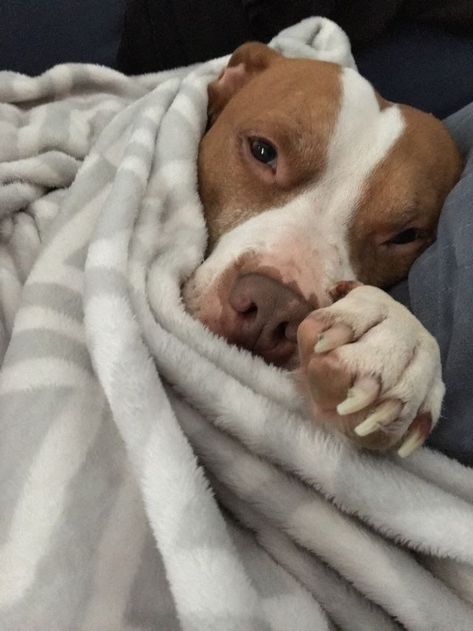 Awwwwwwwwwwwwwwwwwwwwwww hims is sleepy Cute Pitbulls, Amstaff Puppy, Dog Pee, Precious Animals, Pitbull Lover, Pitbull Puppies, Pit Bulls, Pitbull Dog, Paw Prints