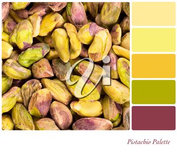 Royalty Free Photo of a Pistachio Nut Colour Palette Pistachio Nut, Soft Autumn Palette, Permutations And Combinations, Pistachio Color, Autumn Palette, Color Dream, Color Chip, Soft Autumn, Wall Paint Colors