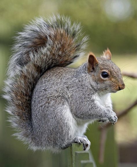 Squirrel Photography Beautiful, Picture Of Squirrel, Squirrel Reference, Pictures Of Squirrels, Squirrel Photography, Squirrel Photo, Squirrel Photos, Gray Squirrel, Grey Squirrel