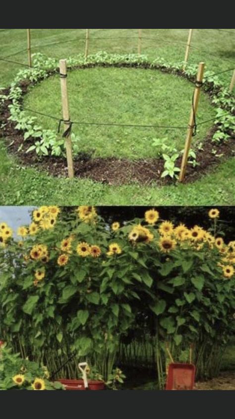 Sunflower Room, Herb Garden Pots, Sunflower House, Sunflower Patch, Diy Garden Trellis, Planting Sunflowers, Patch Ideas, Sunflower Garden, Better Homes And Garden