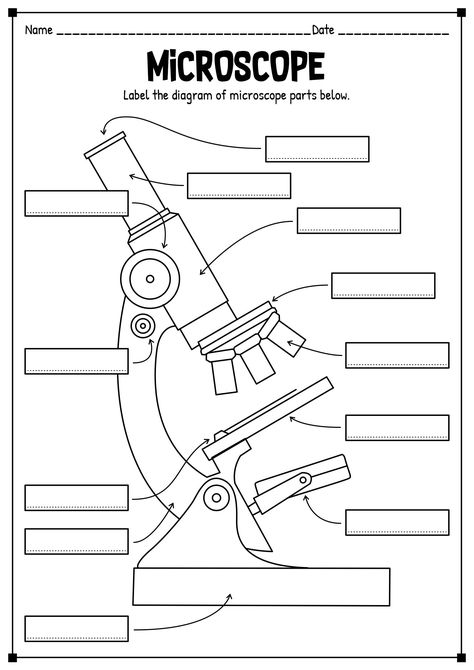 Microscope Worksheet Free Printable, Parts Of A Microscope Worksheet, Biology Interactive Notebook High School, Microbiology Worksheets, Microscope Drawing With Label, Microscope Worksheet, Parts Of A Microscope, Microscope Activity, Studying Biology