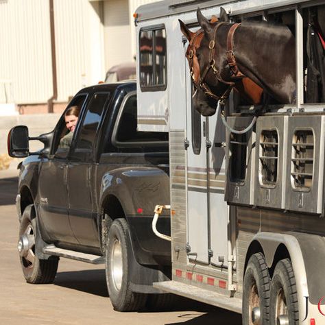 Horse In Trailer, Horse Trailer Hacks, Trailer Hacks, Frozen Drink Machine, Horse Hay, American Quarter Horse Association, Camper Reno, Fifth Wheel Hitch, Fifth Wheel Trailers