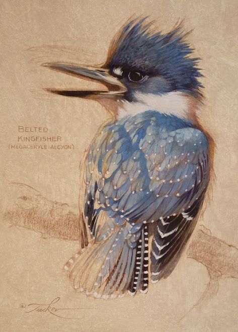 Ezra Tucker, Emotional Portrait, Kingfisher Watercolor, Red Piano, Kingfisher Painting, Belted Kingfisher, Fantasy People, Piano Art, Animal Illustration Art