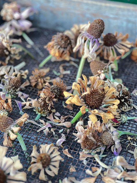 A Guide to Harvesting Zinnia Seeds Harvesting Seeds, Zinnia Wreath, Zinnia Seeds, Zinnia Garden, Garden Shears, Zinnia Flowers, Seed Saving, Timing Is Everything, Step By Step Guide